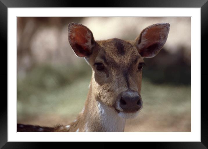 Deer portrayed at African Lion safari in 1993 Framed Mounted Print by Alfredo Bustos
