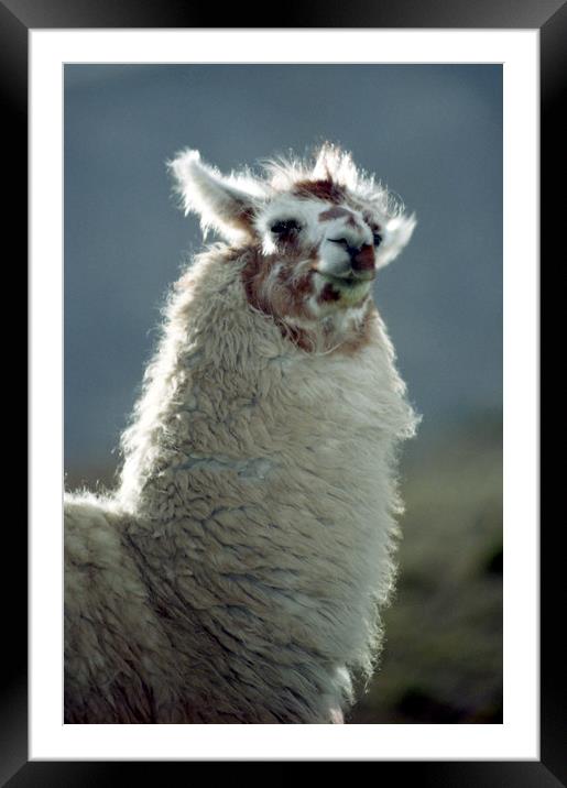 Llama (lama glama) Framed Mounted Print by Alfredo Bustos