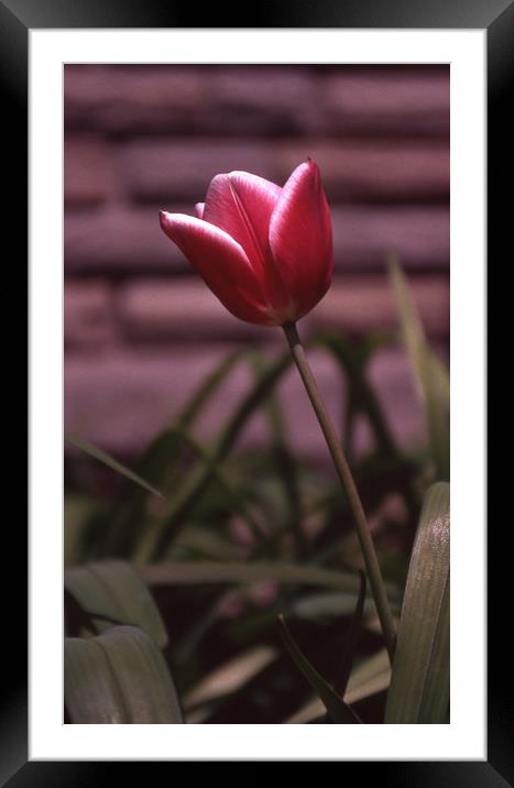 Urban proud tulip Framed Mounted Print by Alfredo Bustos