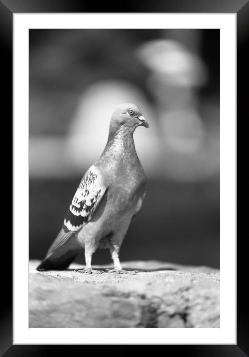 Pigeon... like eagle? Framed Mounted Print by Alfredo Bustos