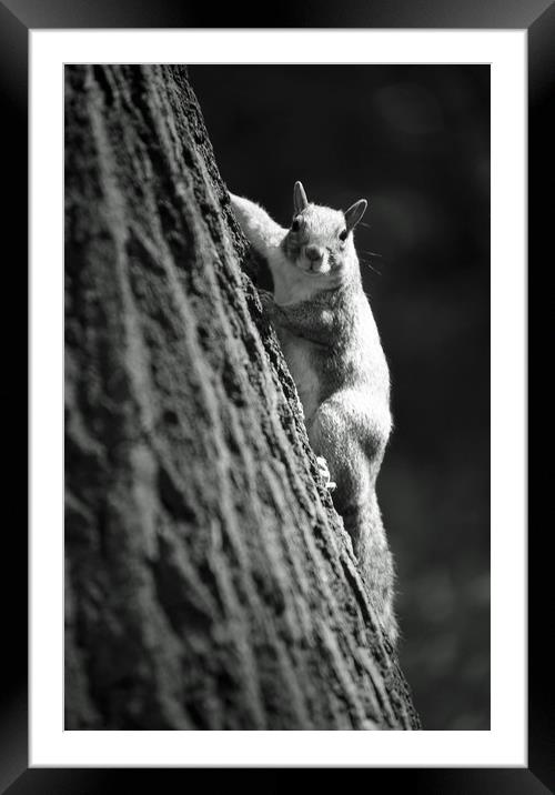 Squirrel under the sun Framed Mounted Print by Alfredo Bustos