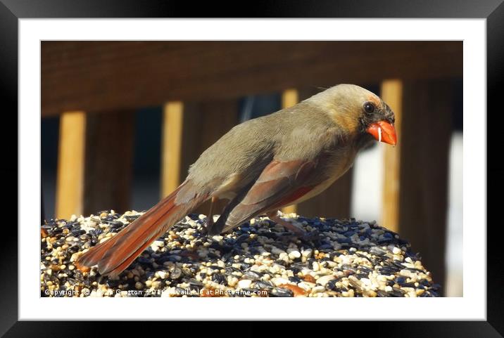 Female Cardinal Framed Mounted Print by Susan Gratton