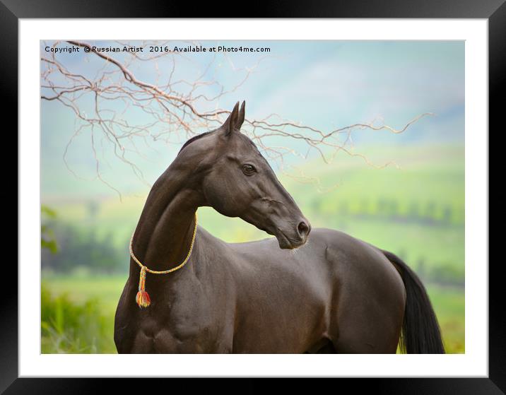 Portrait of Black Akhalteke by Ekaterina Druz Framed Mounted Print by Russian Artist 