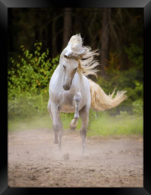 Dancing White Horse by Ekaterina Druz Framed Print by Russian Artist 