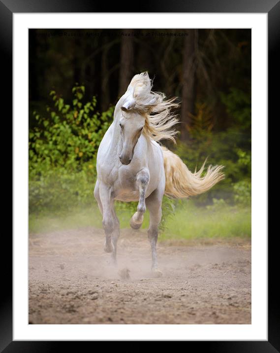 Dancing White Horse by Ekaterina Druz Framed Mounted Print by Russian Artist 