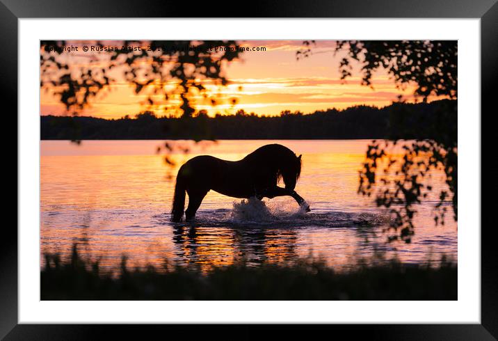 Black Horse Bathing in Sunset River  Framed Mounted Print by Russian Artist 
