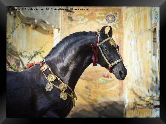 Living Piece of Art. Marwari Stallion Framed Print by Russian Artist 