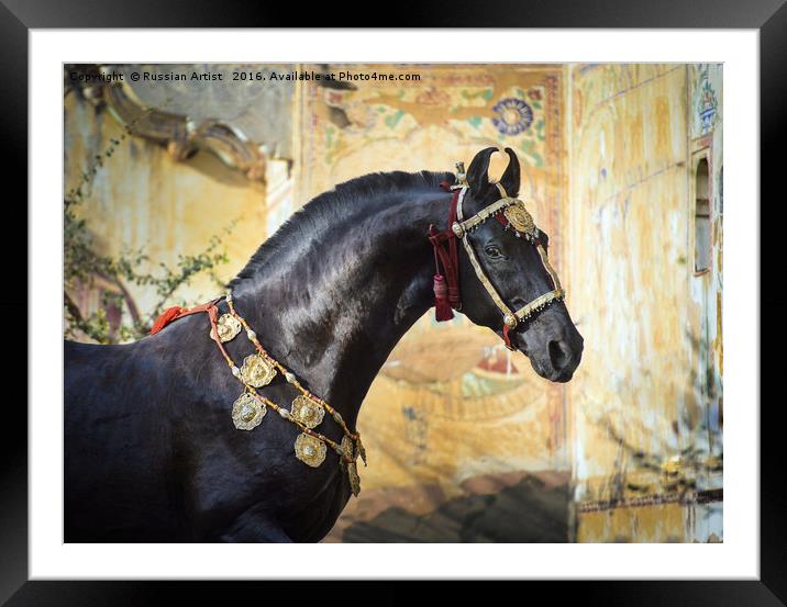 Living Piece of Art. Marwari Stallion Framed Mounted Print by Russian Artist 