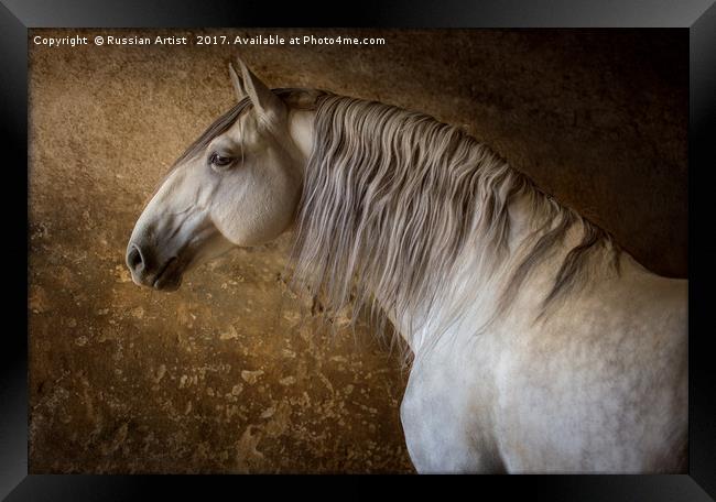 Lusitano Portrait Framed Print by Russian Artist 