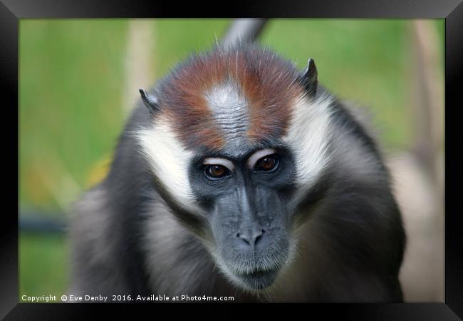 Cherry crowned mangabey monkey Framed Print by Eve Denby