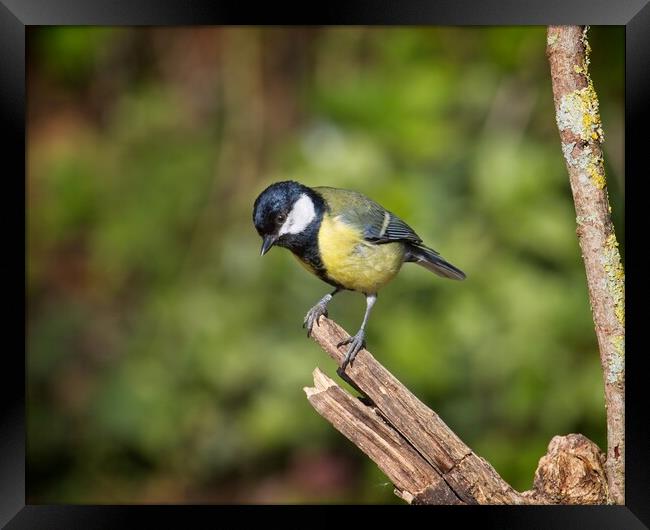 Great Tit, Parus Major Framed Print by Rob Cole