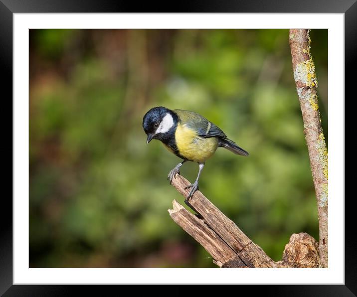 Great Tit, Parus Major Framed Mounted Print by Rob Cole