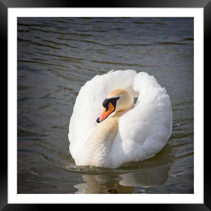 Mute Swam, Cygnus olor Framed Mounted Print by Rob Cole