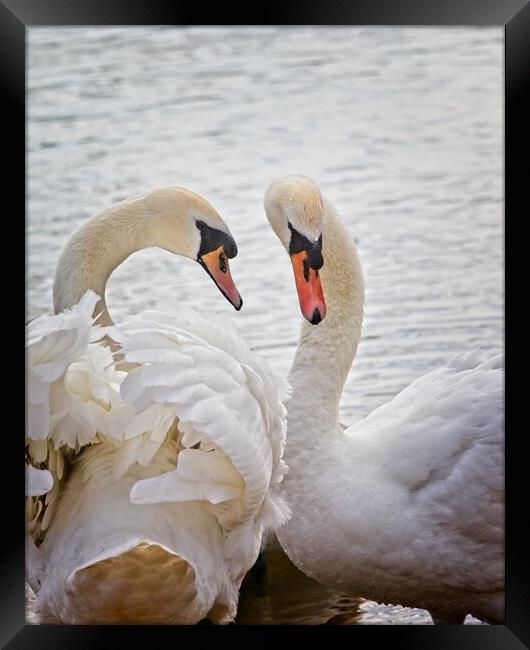 Mute Swans, Cygnus olor Framed Print by Rob Cole