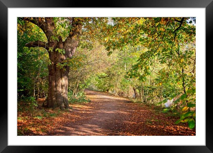 Autumn in Darley Park, Derby Framed Mounted Print by Rob Cole