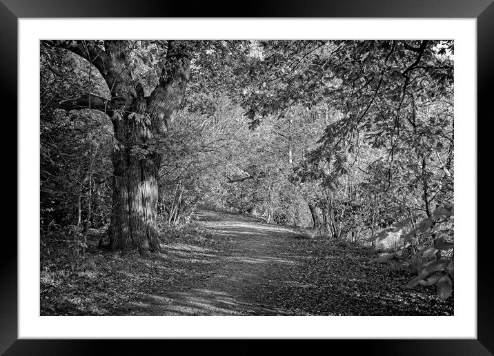 Autumn in Darley Park, Derby Framed Mounted Print by Rob Cole