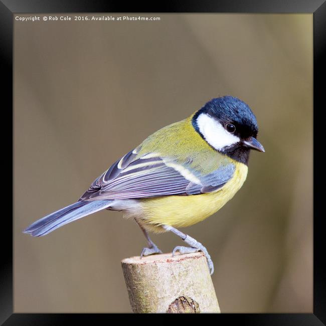 Great Tit (Parus Major) Framed Print by Rob Cole