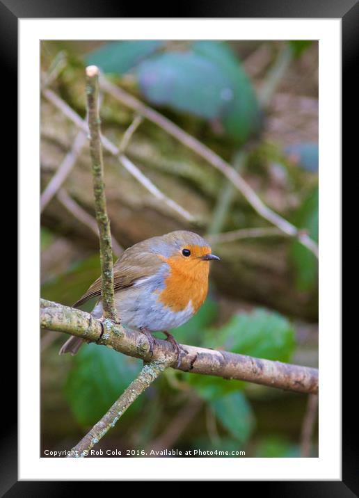 Majestic Robin in British Countryside Framed Mounted Print by Rob Cole