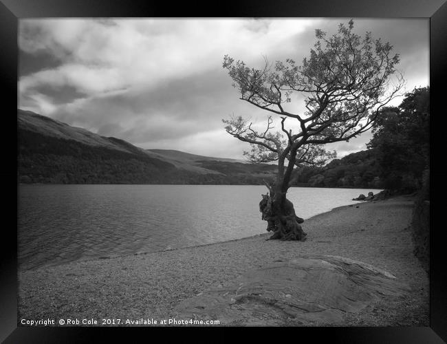 Gnarly Old Tree, Loch Lomond, Scotland Framed Print by Rob Cole