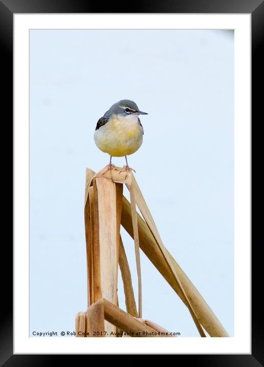 Grey Wagtail (Motacilla cinerea) Framed Mounted Print by Rob Cole