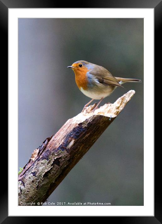 Robin (Erithacus rubecula) Framed Mounted Print by Rob Cole