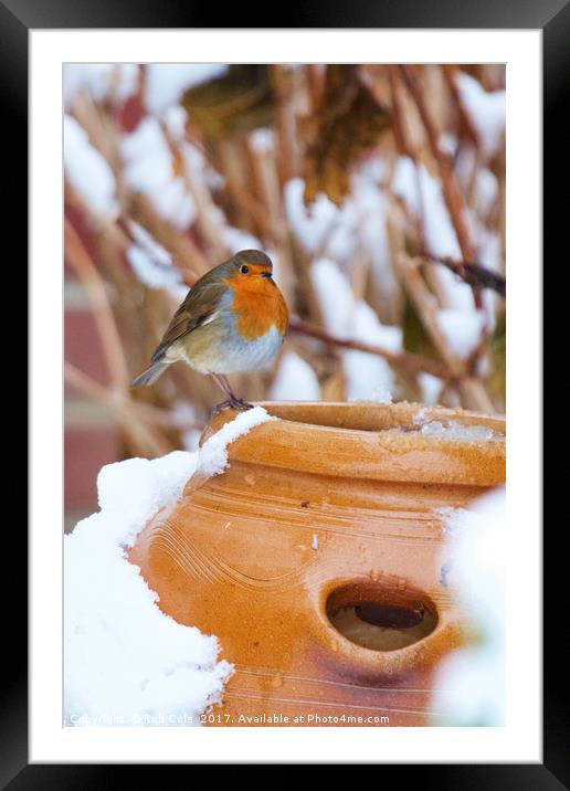 Robin Redbreast (Erithacus rubecula) Framed Mounted Print by Rob Cole