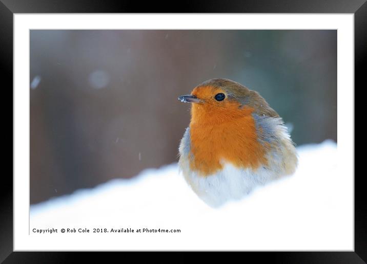Robin Redbreast (Erithacus rubecula) Framed Mounted Print by Rob Cole