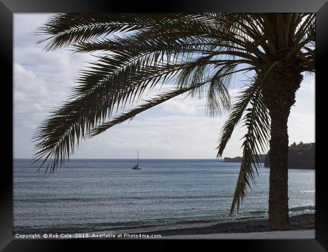 Palm Tree Silhouette Framed Print by Rob Cole