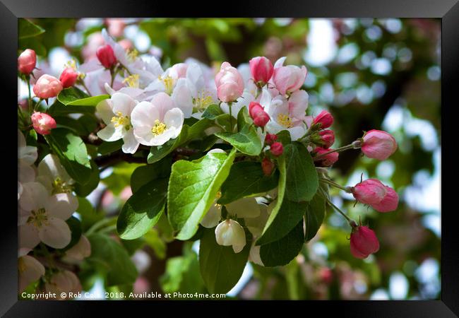 Pink and White Apple Blossom Framed Print by Rob Cole