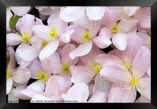 Stunning Pink Clematis Montana Flowers Framed Print by Rob Cole
