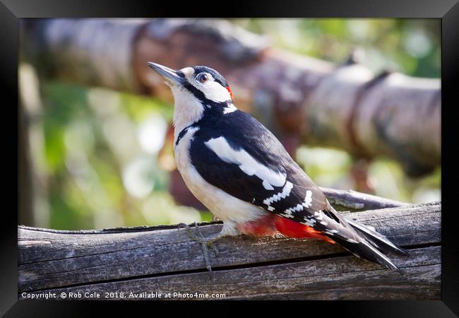 Great Spotted Woodpecker (Dendrocopos major) Framed Print by Rob Cole