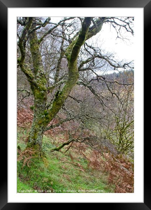 Ettrick Valley Woodland Framed Mounted Print by Rob Cole