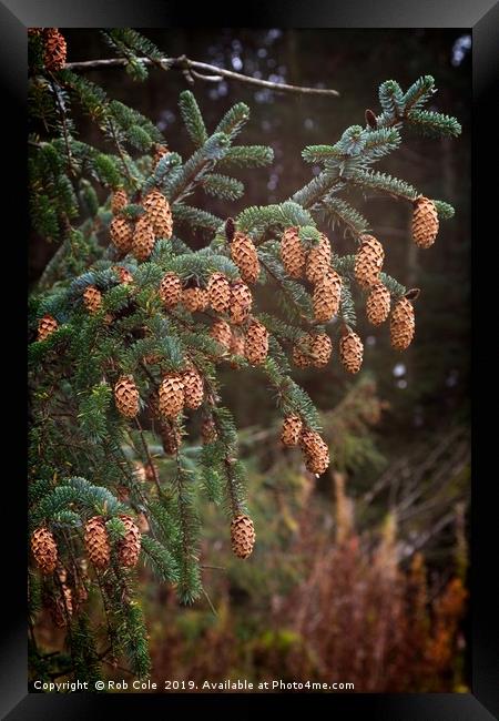 Ettrick Valley Woodland Pine Cones Framed Print by Rob Cole