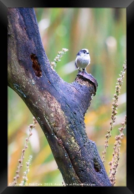 Long Tailed Tit (Aegithalos caudatus) Framed Print by Rob Cole
