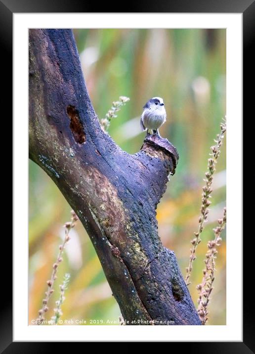 Long Tailed Tit (Aegithalos caudatus) Framed Mounted Print by Rob Cole