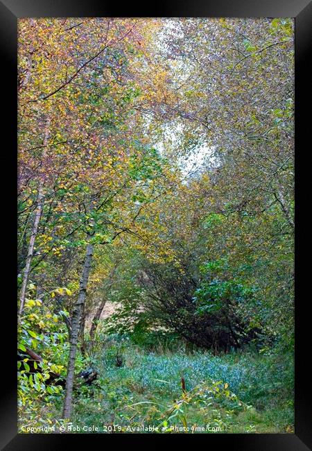 Autumnal Leaf Colours in Woodland Trees Framed Print by Rob Cole