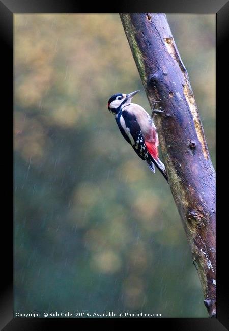 Great Spotted Woodpecker (Dendrocopos major) Framed Print by Rob Cole