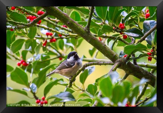 Coal Tit (Periparus ater) In A Holly Tree Framed Print by Rob Cole