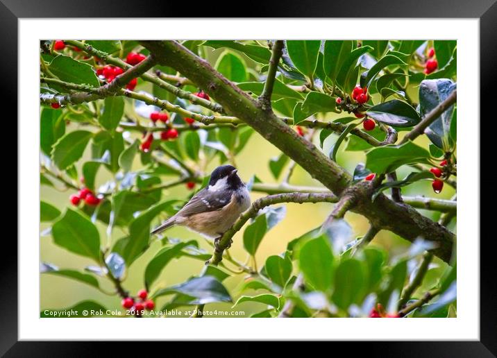 Coal Tit (Periparus ater) In A Holly Tree Framed Mounted Print by Rob Cole