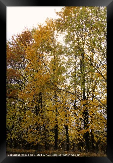 Autumn Trees Framed Print by Rob Cole