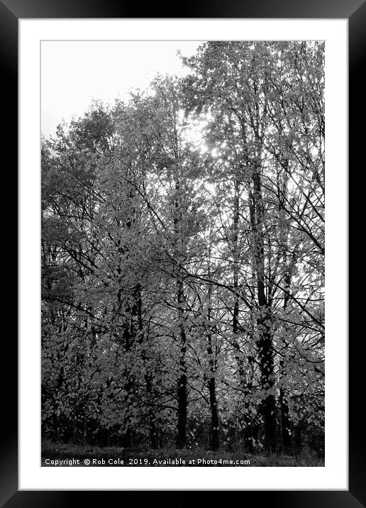Autumn Trees Framed Mounted Print by Rob Cole
