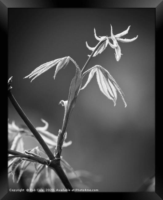 Acer Leaves In Spring Framed Print by Rob Cole