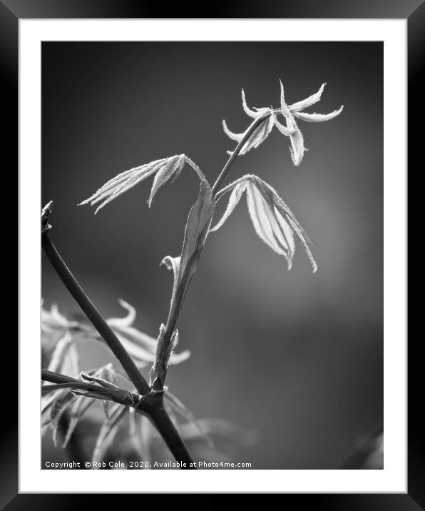 Acer Leaves In Spring Framed Mounted Print by Rob Cole