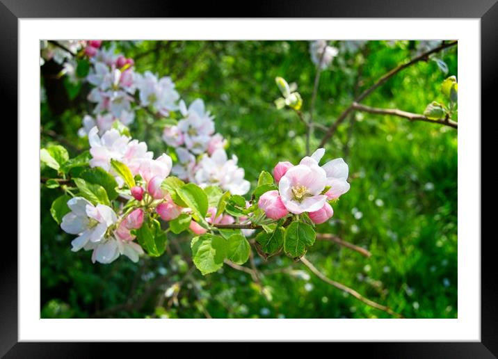 Beautiful Spring Blossom Framed Mounted Print by Rob Cole