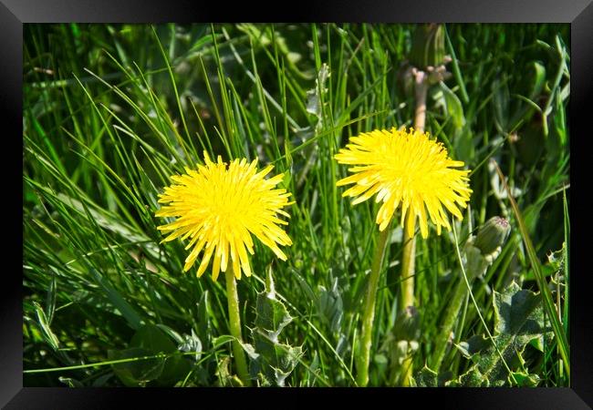 Bright Yellow Dandelion Heads Framed Print by Rob Cole