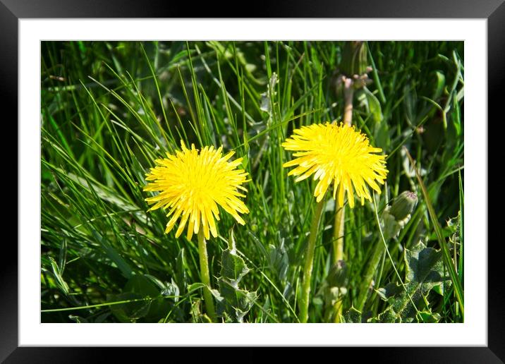 Bright Yellow Dandelion Heads Framed Mounted Print by Rob Cole