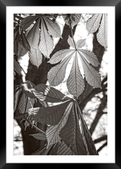 Horse-chestnut Leaves in Spring Framed Mounted Print by Rob Cole