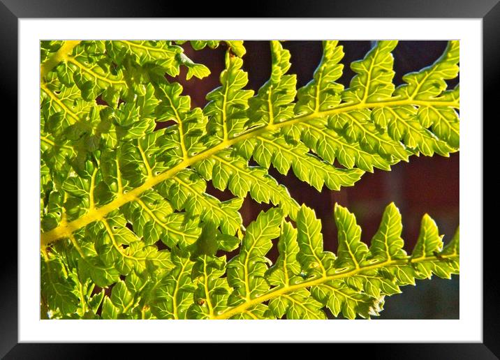 Tasmanian Tree Fern Leaves Framed Mounted Print by Rob Cole