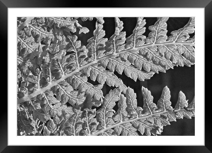 Lush Veins of a Tasmanian Tree Fern Framed Mounted Print by Rob Cole