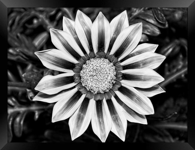 Black and White Treasure Flower, Gazania Rigens Framed Print by Rob Cole